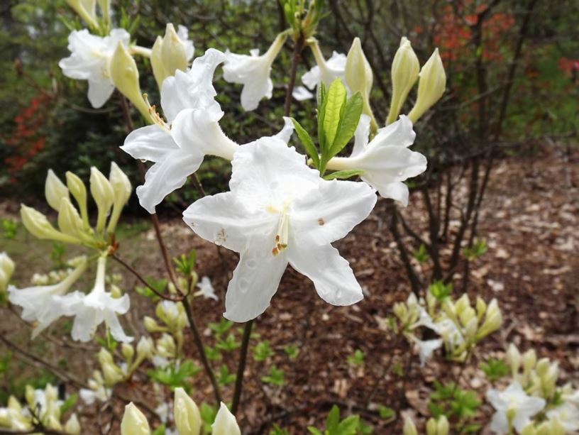 Rhododendron 'Snowdrift' - Snowdrift azalea