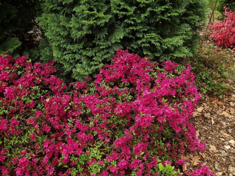 Rhododendron 'Girard Fuchsia' - Girard Fuchsia azalea