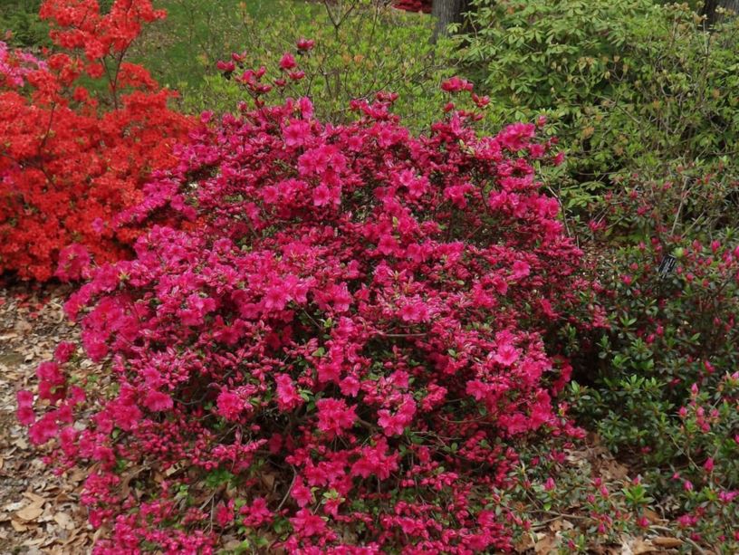 Rhododendron 'Saybrook Glory' - Saybrook Glory azalea