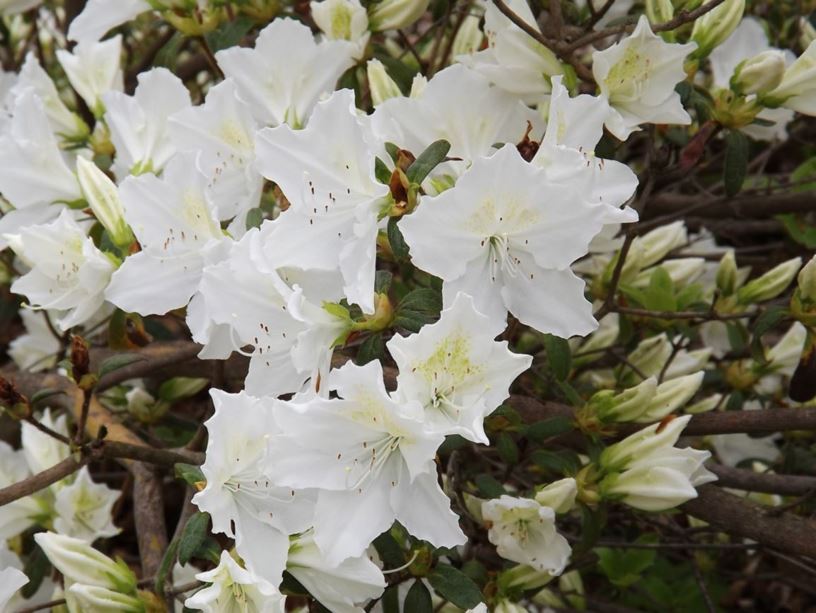 Rhododendron 'Desiree' - Desiree azalea