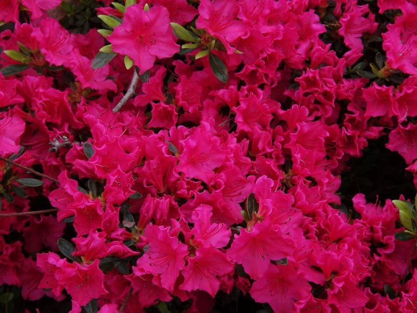 Rhododendron 'Girard National Beauty' - Girard National Beauty azalea