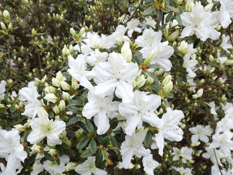 Rhododendron 'Kathy Ann' - Kathy Ann azalea