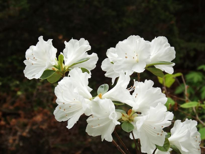 Rhododendron 'Polar Bear' - Polar Bear azalea