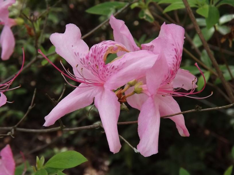 Rhododendron 'Lake St. Clair' - Lake St. Clair azalea