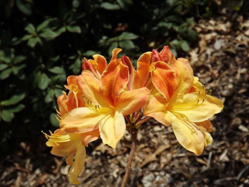 Rhododendron 'Golden Flare' - Golden Flare azalea