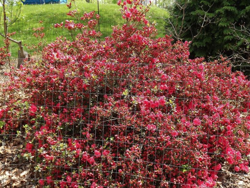 Rhododendron 'Tryon Pink' - Tryon Pink azalea