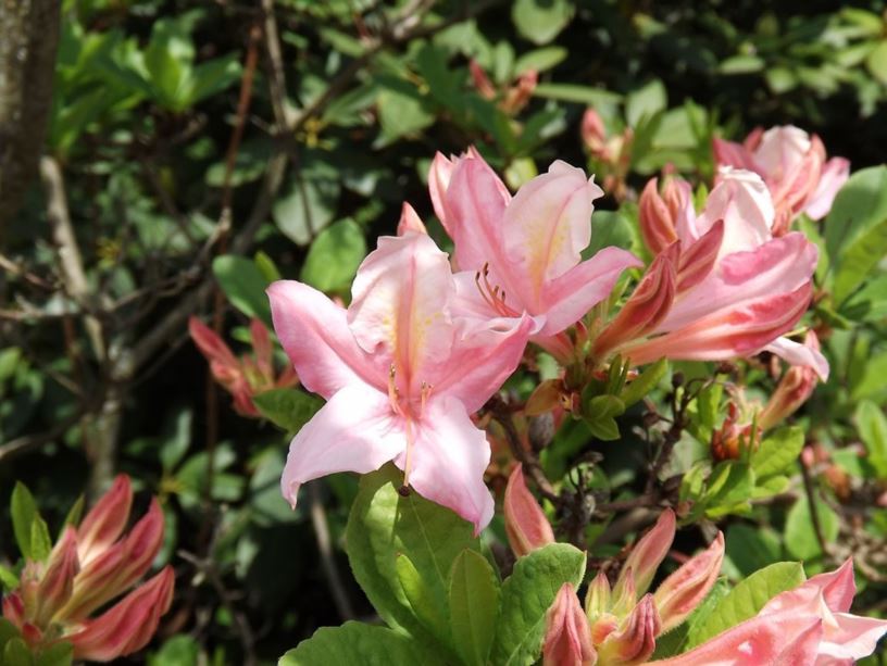 Rhododendron 'Soir de Paris' - Soir de Paris azalea