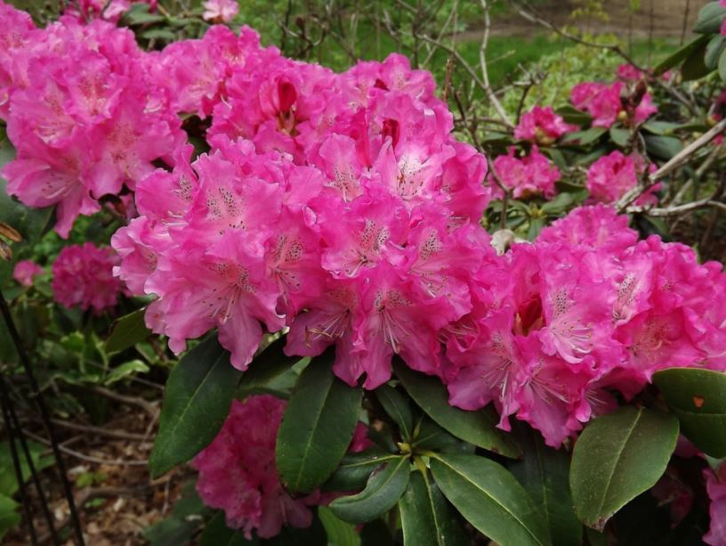 Rhododendron 'Holden' - Holden rhododendron