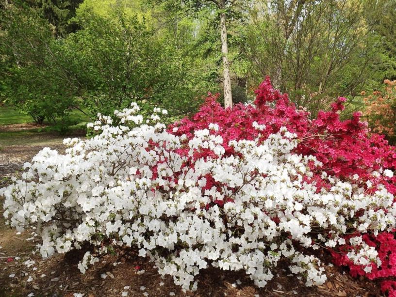 Rhododendron 'Hino-white' - Hino-white azalea