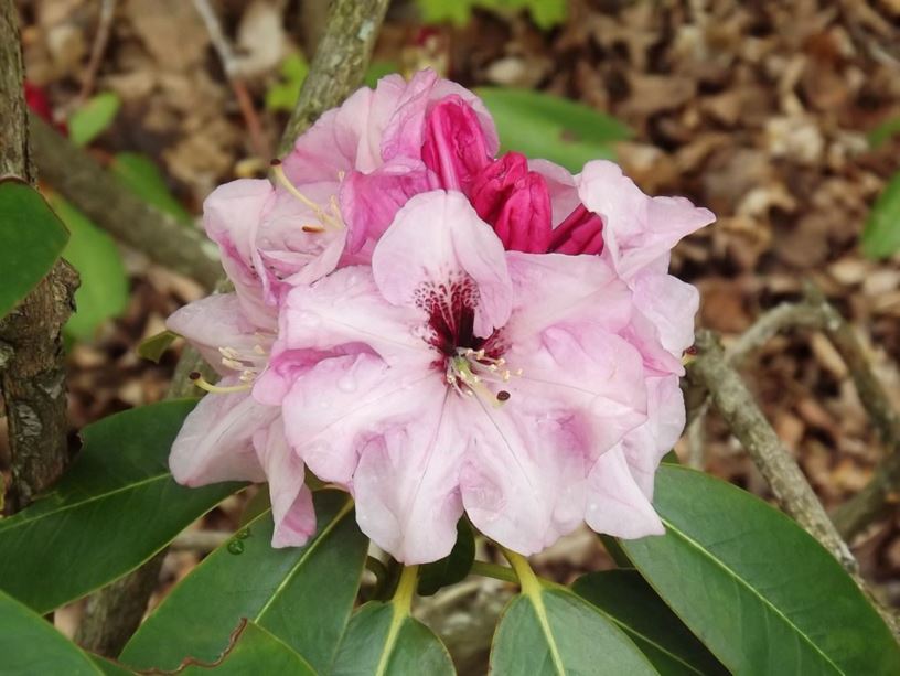 Rhododendron 'Ballad' - Ballad rhododendron