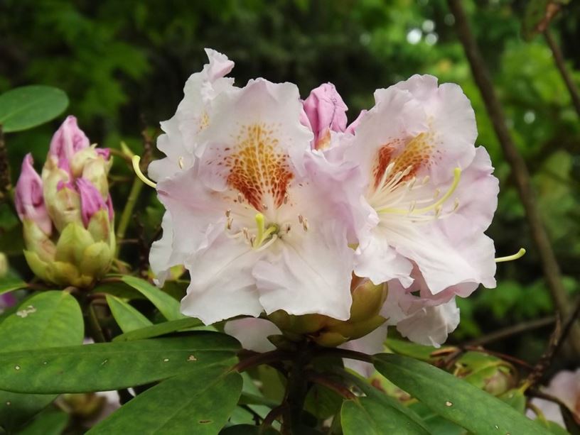 Rhododendron 'Whirlybird' - Whirlybird rhododendron