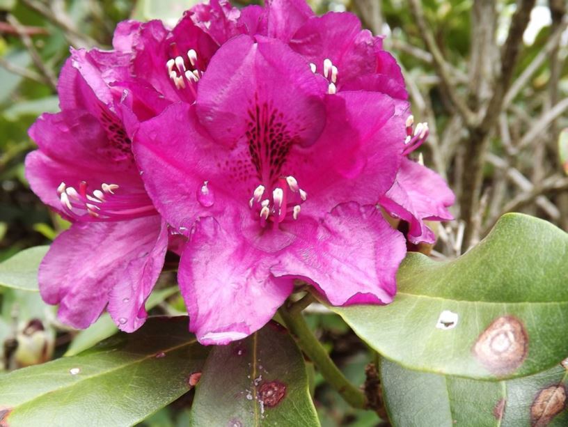 Rhododendron 'Minna's Purple' - Minna's Purple rhododendron