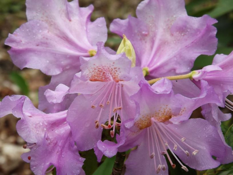 Rhododendron 'Major Harris' - Major Harris rhododendron