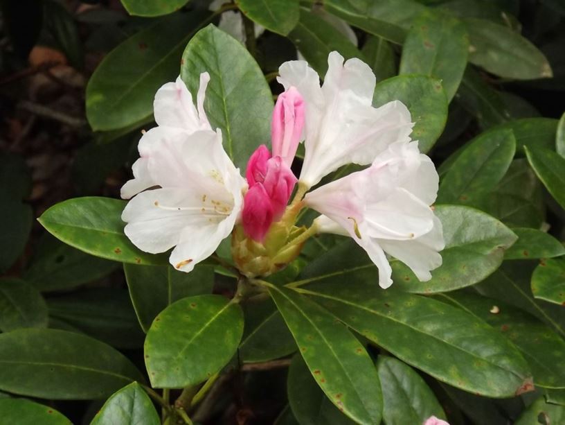 Rhododendron 'Yaku Princess' - Yaku Princess rhododendron