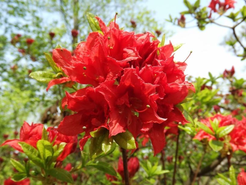Rhododendron 'Girard Crimson Tide' - Girard Crimson Tide azalea