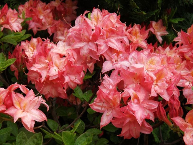 Rhododendron 'Girard Pink Delight' - Girard Pink Delight azalea