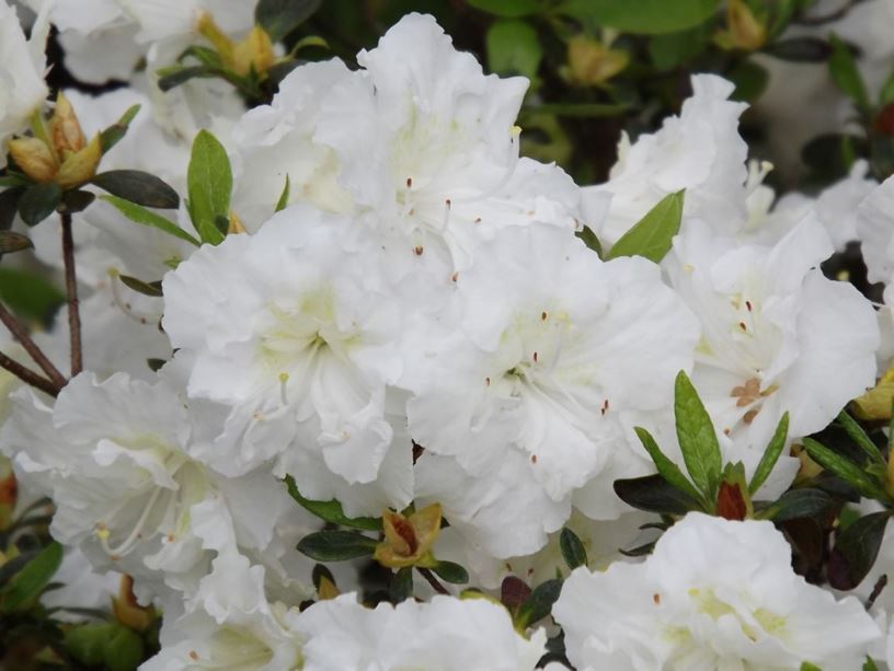 Rhododendron 'Helen Curtis' - Helen Curtis azalea