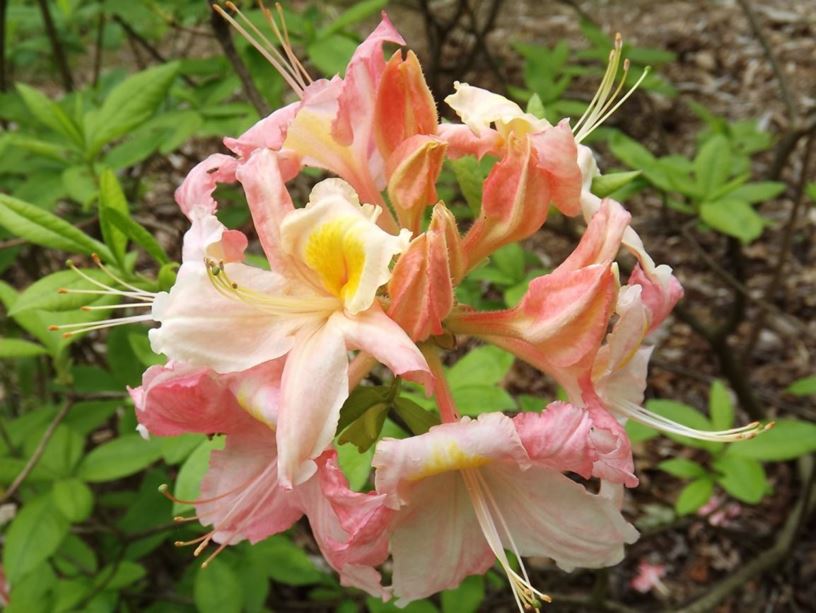 Rhododendron 'Mary Claire' - Mary Claire azalea