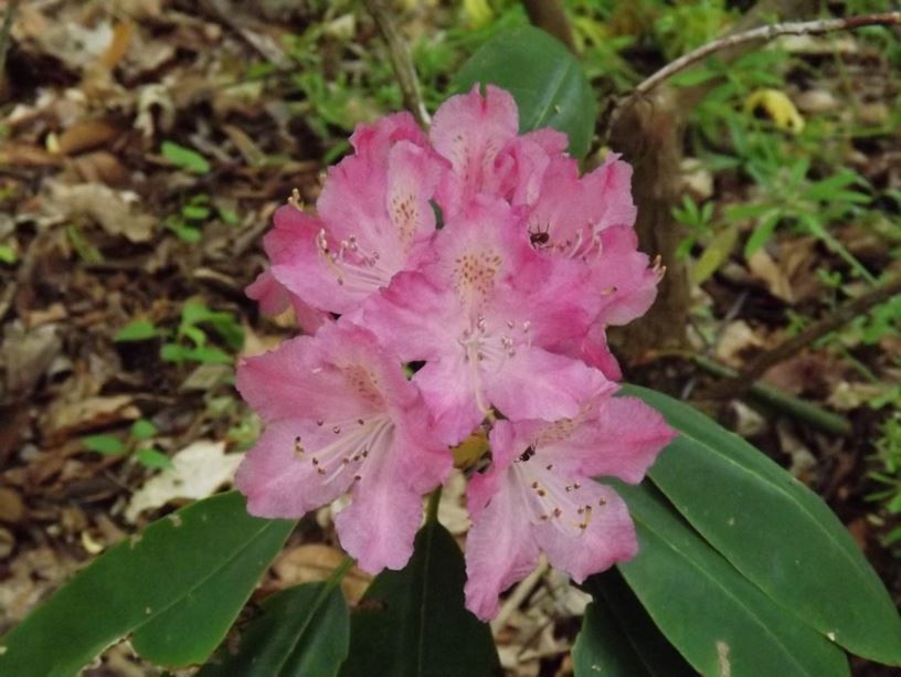 Rhododendron 'Mahogany Leaf' - Mahogany Leaf rhododendron