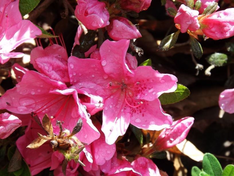 Rhododendron 'Girard Little Michelle' - Girard Little Michelle azalea