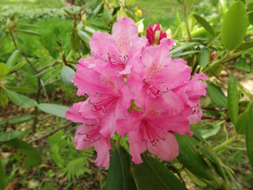 Rhododendron 'Haaga' - Haaga rhododendron