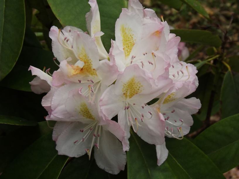 Rhododendron 'Ice Cube' - Ice Cube rhododendron