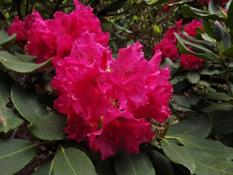 Rhododendron 'Red Frilled' - Low Red Frilled rhododendron