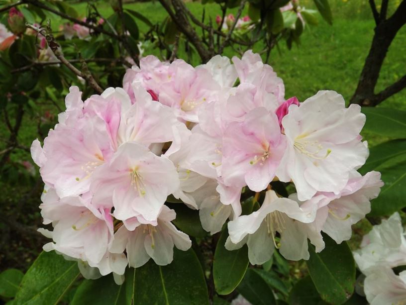 Rhododendron 'Nepal' - Nepal rhododendron