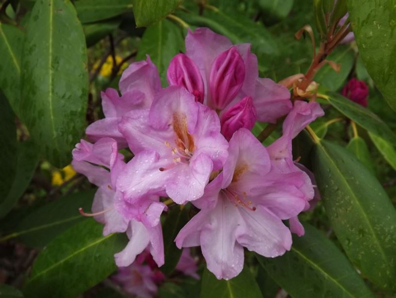 Rhododendron 'Pink Punch' - Pink Punch rhododendron
