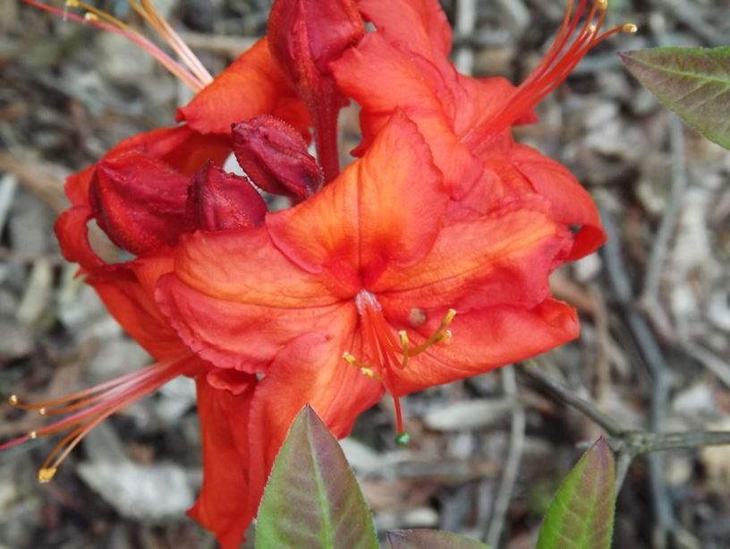 Rhododendron 'Fireball' - Fireball azalea