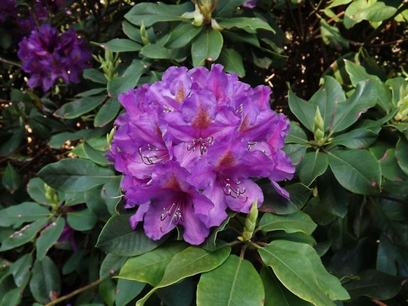 Rhododendron 'Lee's Dark Purple' - Lee's Dark Purple rhododendron