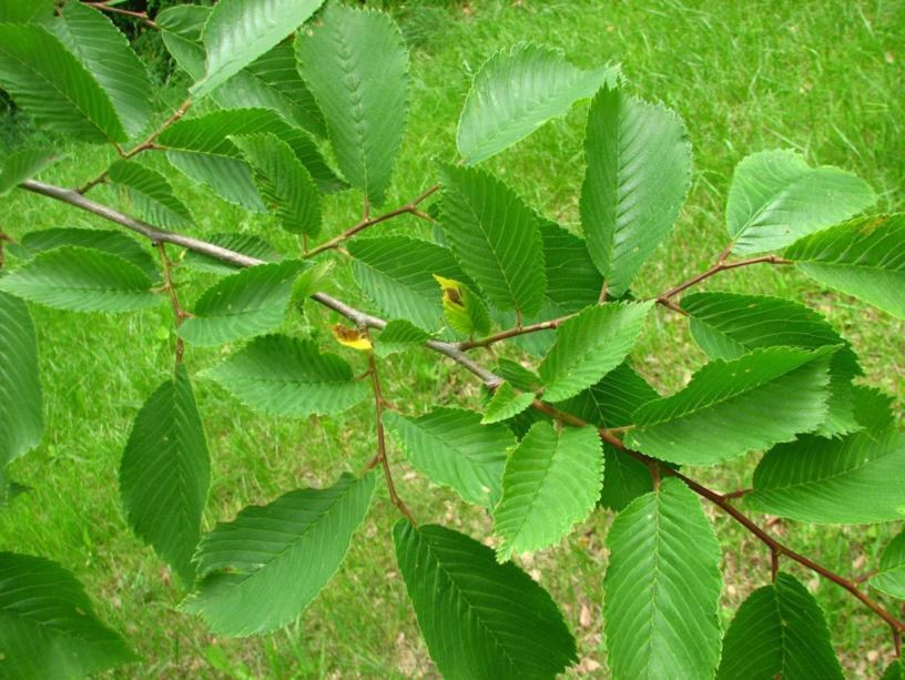 Ulmus davidiana var. japonica 'Morton Red Tip' Danada Charm™ - Danada Charm™ Japanese elm