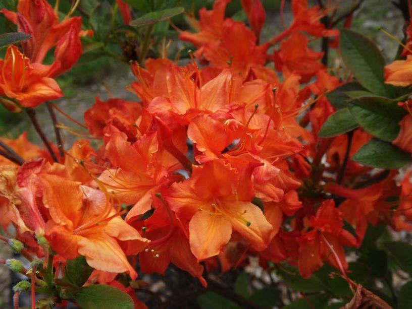 Rhododendron 'Orange Ball' - Orange Ball azalea