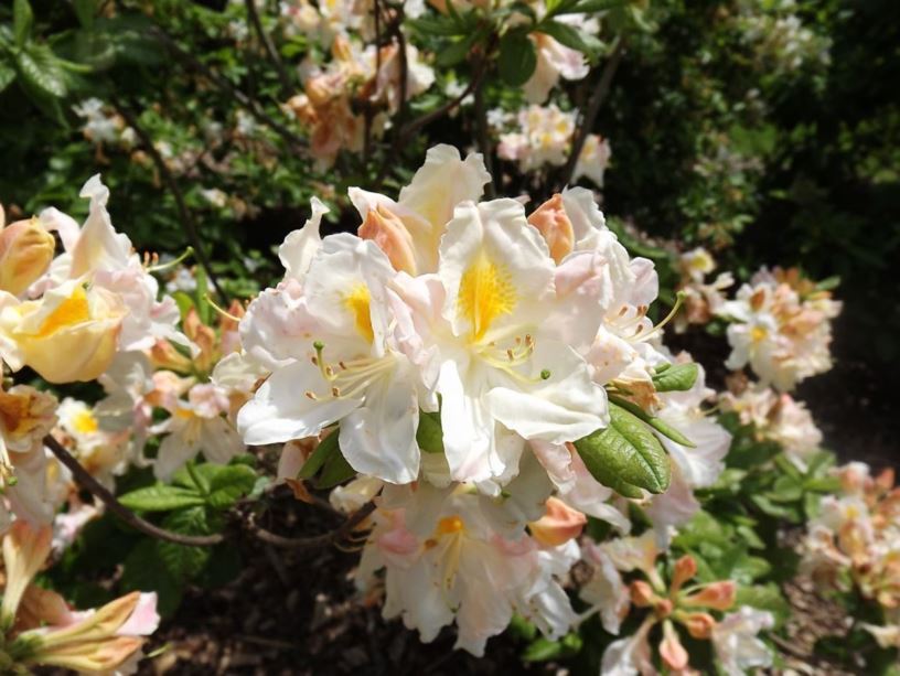 Rhododendron 'Fawley' - Fawley azalea