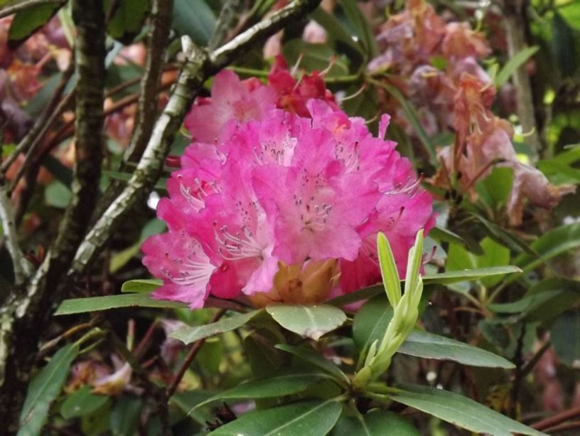 Rhododendron 'Lady Armstrong' - Lady Armstrong rhododendron