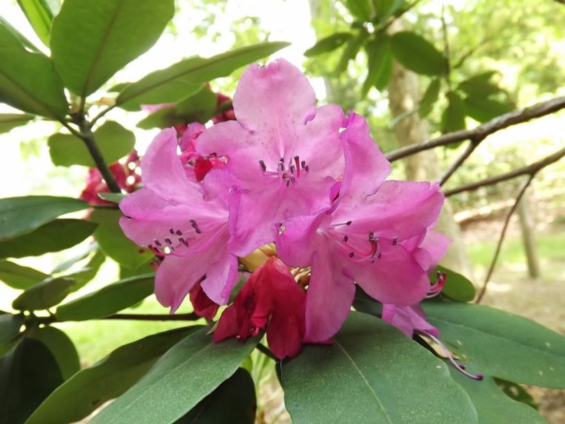 Rhododendron 'Potent Power' - Potent Power rhododendron