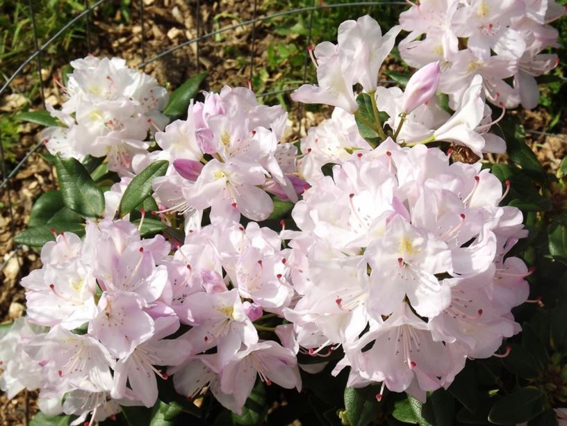 Rhododendron 'Catawbiense Album' - Catawbiense Album rhododendron