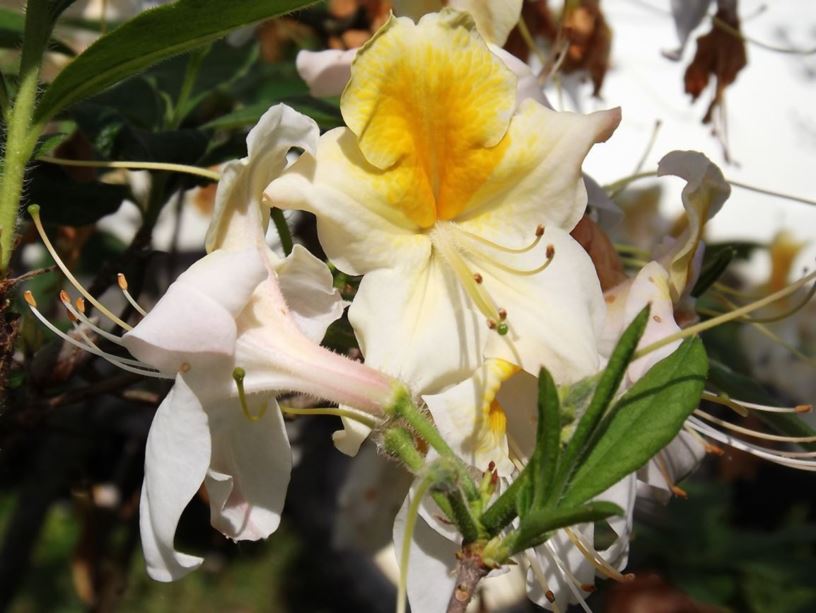 Rhododendron 'Toucan' - Toucan azalea