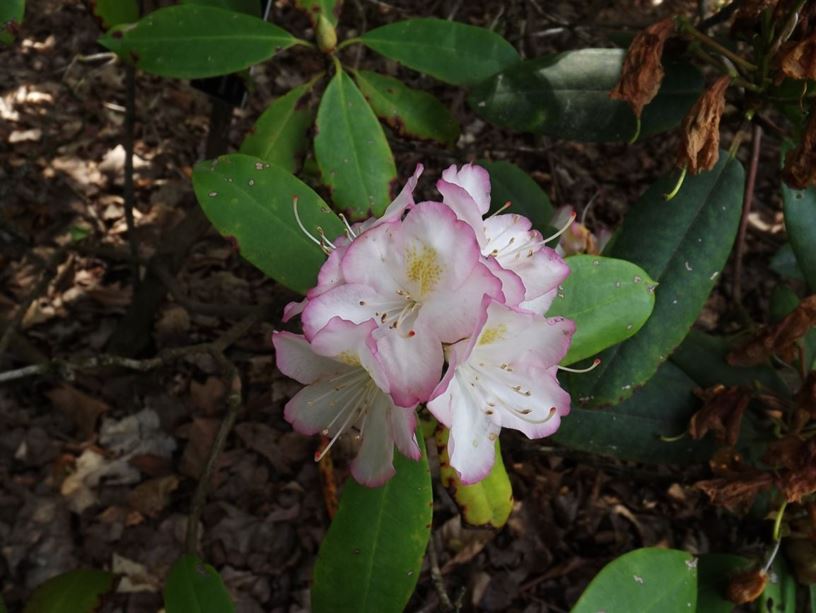 Rhododendron 'Dandylicious' - Dandylicious rhododendron