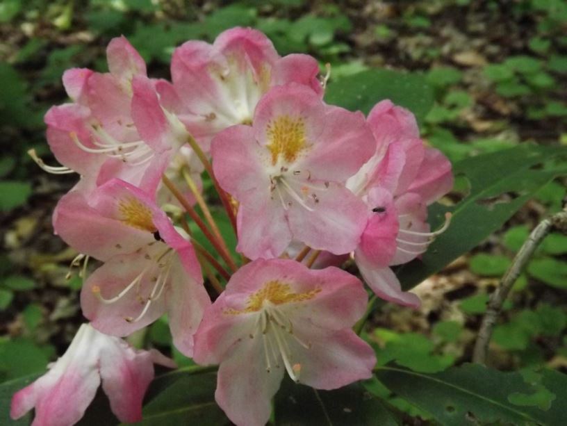 Rhododendron 'Color Me Pink' - Color Me Pink rhododendron