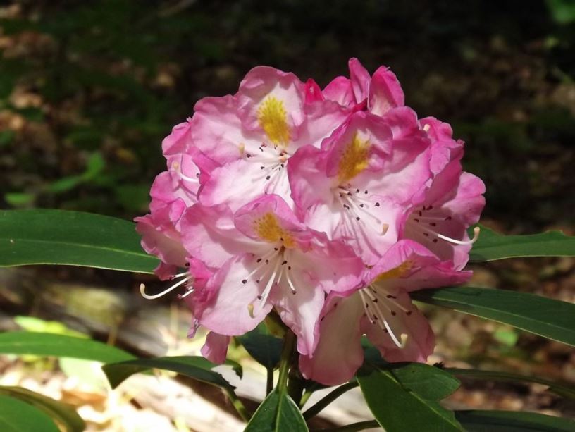 Rhododendron 'Doorbuster' - Doorbuster rhododendron