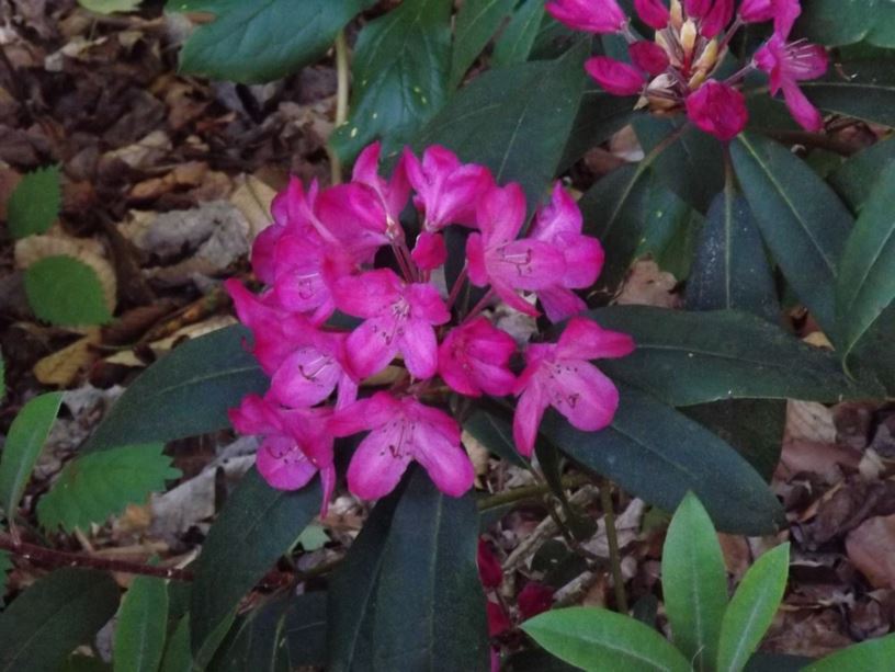 Rhododendron 'Summer Rose' - Summer Rose rhododendron