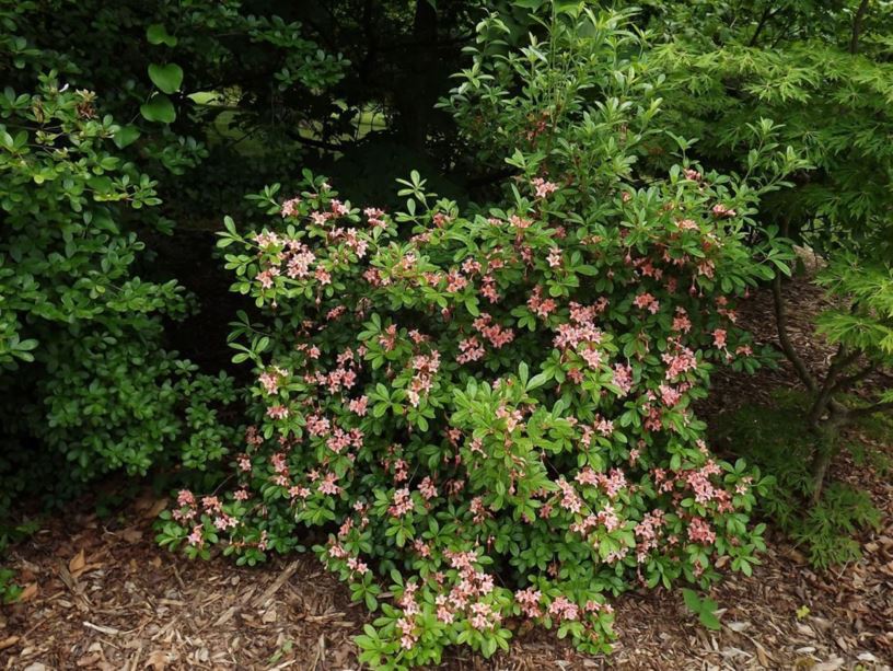 Rhododendron 'Chestnut Hill' - Chestnut Hill azalea