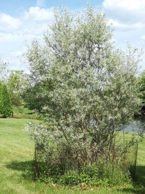 Salix alba var. sericea - silver willow