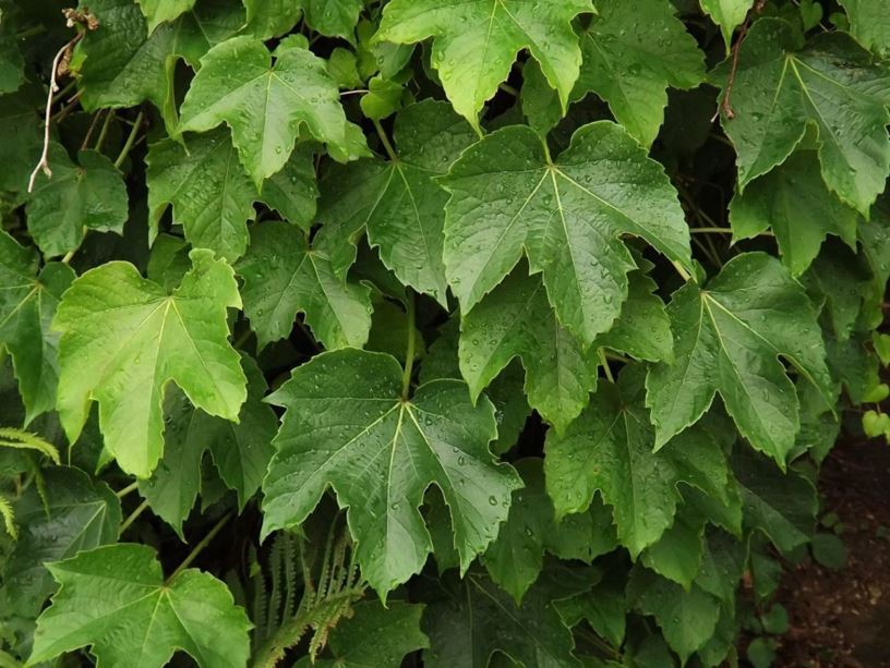 Parthenocissus tricuspidata 'Robusta' - Robusta Boston-ivy