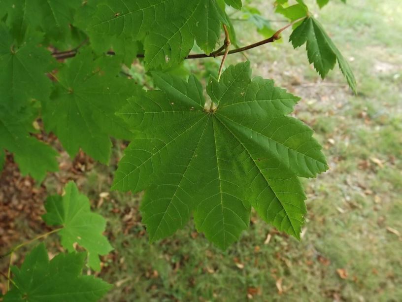 Acer circinatum - vine maple