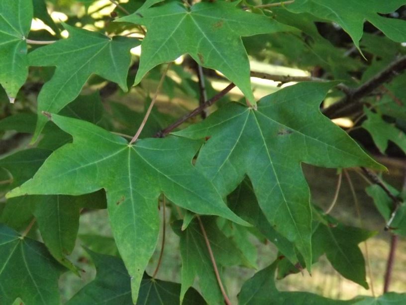 Acer longipes - Tsinling maple