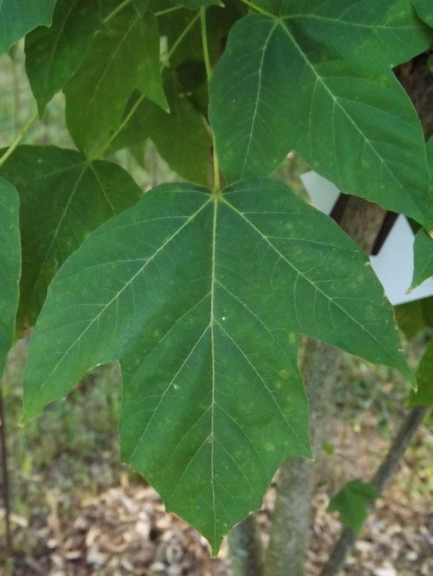 Acer sterculiaceum subsp. franchetii - Franchet maple