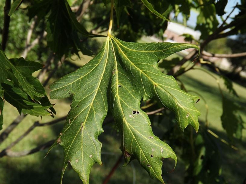 Acer platanoides 'Argutum' - Argutum Norway maple