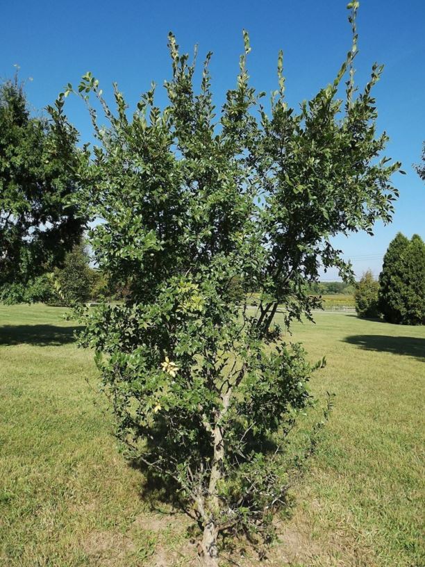 Ulmus parvifolia 'Garden City Clone' - Garden City Clone Chinese elm, Garden City Clone lacebark elm